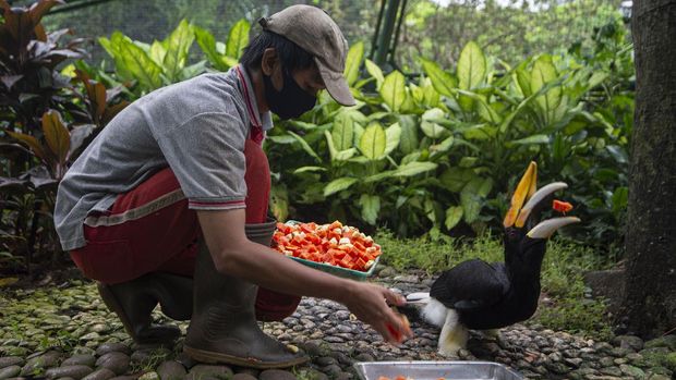 Petugas memberi pakan kepada burung rangkong badak (Rhinoceros hornbill)  koleksi Taman Burung di Taman Mini Indonesia Indah (TMII), Jakarta, Sabtu (9/5/2020). Akibat ditutupnya TMII selama pandemi COVID-19, pengelola mengalami kesulitan penyediaan pakan untuk satwa-satwa koleksi sehingga mereka membuka donasi dengan target Rp180 juta untuk persediaan pakan Juni-Juli 2020. ANTARA FOTO/Aditya Pradana Putra/hp.