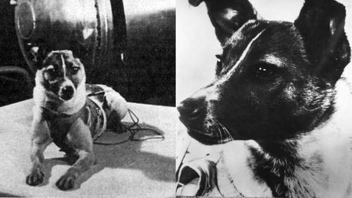 Laika, namanya dikenang sebagai anjing yang punya kisah hidup menyentuh. Monumen untuk mengingat perjalanannya menjadi cosmonaut pertama di dunia pun berdiri tegak di Moscow.