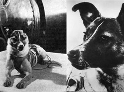 Video: Kisah Tragis Laika, Anjing Pertama yang Mengorbit ke Luar Angkasa