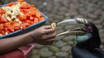 Halo Traveler, Burung-Burung di Taman Mini Butuh Bantuan Makanan