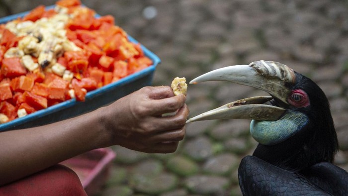 Petugas memberi pakan untuk burung macaw sayap biru (Ara chloropterus) yang sedang dirawat karena sakit di Taman Burung, Taman Mini Indonesia Indah (TMII), Jakarta, Sabtu (9/5/2020). Akibat ditutupnya TMII selama pandemi COVID-19, pengelola mengalami kesulitan penyediaan pakan untuk satwa-satwa koleksi sehingga mereka membuka donasi dengan target Rp180 juta untuk persediaan pakan Juni-Juli 2020. ANTARA FOTO/Aditya Pradana Putra/hp.