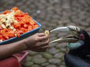 TMII Tutup Selama PPKM Darurat, Satwanya Punya Me Time dan Beranak Banyak
