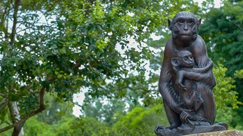 Tulane University National Primate Research Center merayakan anniversary ke-50 dan membuat memorial sebagai penghargaan atas penelitian primata non-manusia, yang secara signifikan memajukan pengobatan dan kesehatan serta kesejahteraan manusia dan hewan. Foto: TNPRC