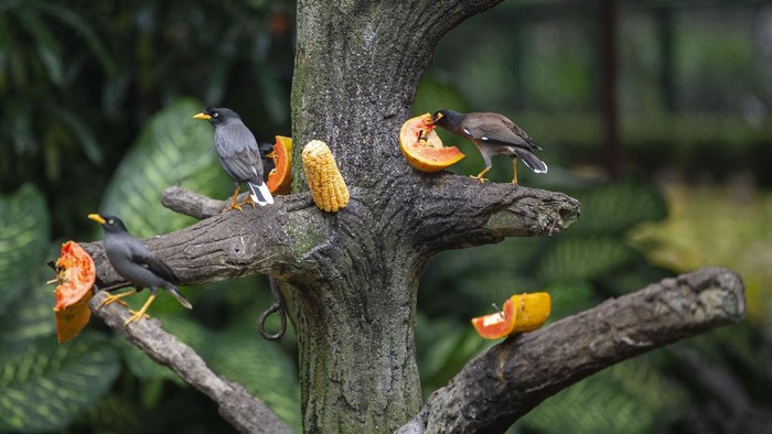 Petugas memberi pakan untuk burung macaw sayap biru (Ara chloropterus) yang sedang dirawat karena sakit di Taman Burung, Taman Mini Indonesia Indah (TMII), Jakarta, Sabtu (9/5/2020). Akibat ditutupnya TMII selama pandemi COVID-19, pengelola mengalami kesulitan penyediaan pakan untuk satwa-satwa koleksi sehingga mereka membuka donasi dengan target Rp180 juta untuk persediaan pakan Juni-Juli 2020. ANTARA FOTO/Aditya Pradana Putra/hp.