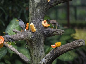 Waduh! Taman Burung TMII Kurang Stok Makanan, Perlu Bantuan