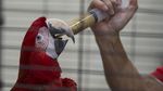 Halo Traveler, Burung-Burung di Taman Mini Butuh Bantuan Makanan