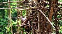 Akan ada menara kayu yang dipilin dengan akar-akaran setinggi 30 meter. Pria yang ingin menunjukkan kedewasaannya harus berani manjat ke atas menara.  (Ian Lloyd Neubauer/CNN)