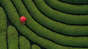 Seorang pekerja sedang memetik daun teh di kebun teh yang berada di kawasan Vietnam. Istimewa/Dok. Boredpanda/Agora/@phamngocthach.