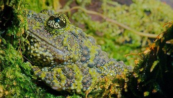 Namun, terkadang ada yang memperjualbelikan hewan ini sebagai peliharaan. Foto: A Tree Frog Collective via Bored Panda