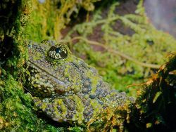 Geli Tapi Keren, Potret Katak yang Jago Menyamar