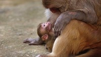 Pengunjung yang datang ke pura yang berada di kawasan Gauhati, India, biasanya kerap memberikan makanan kepada sejumlah monyet yang berada di sana. Namun, sepinya kawasan itu dari pengunjung membuat monyet-monyet di kawasan tersebut kesulitan untuk mendapatkan makanan.