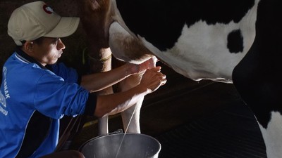 Peternak Sapi Perah Madiun Bertahan di Masa Pandemi Corona