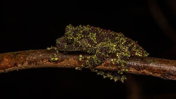 Tapi betina biasanya lebih besar daripada jantan dan dapat mencapai ukuran 8–9 cm. Foto: A Tree Frog Collective via Bored Panda