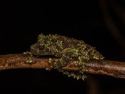 Geli Tapi Keren, Potret Katak yang Jago Menyamar
