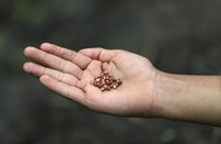 Wabah Corona berdampak ke berbagai sektor kehidupan masyarakat. Seperti petani wanita di Kolombia ini yang mengisi waktu karantina Corona dengan jadi Youtuber.