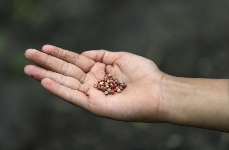 Wabah Corona berdampak ke berbagai sektor kehidupan masyarakat. Seperti petani wanita di Kolombia ini yang mengisi waktu karantina Corona dengan jadi Youtuber.