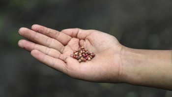 Alejandro menunjukkan bibit ketumbar yang akan ia tanam untuk kebutuhan video YouTubenya terkait cara menanam tanamanan di rumah.