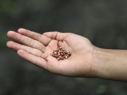 Petani di Kolombia Jadi YouTuber Dadakan Gegara Corona