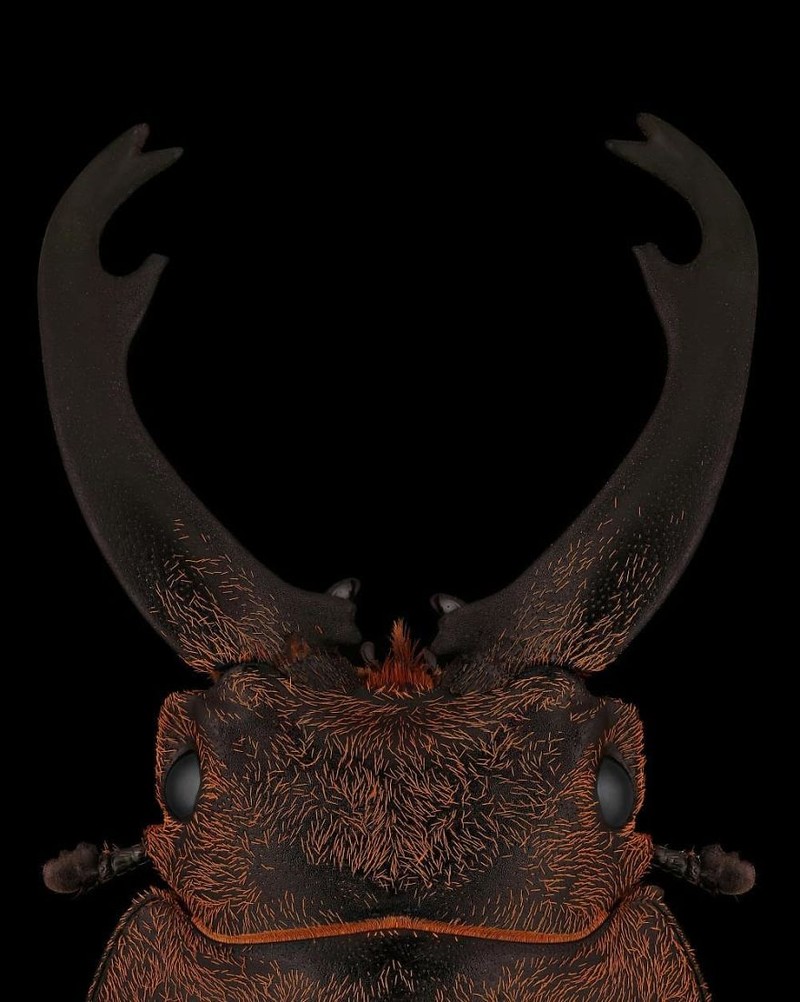 serangga di bawah kamera makro