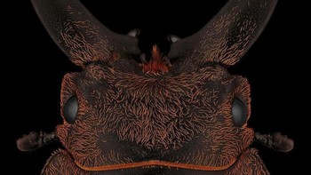 Sebagian besar serangga yang menjadi objek fotonya merupakan satwa yang terancam langka. Foto: Mofeed Abu Shalwa via Bored Panda