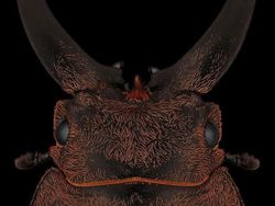 Bukan Alien, Ini Wajah Serangga yang Ditangkap dengan Kamera Makro