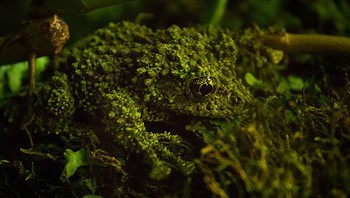 Katak ini juga bisa ditemui di berbagai kebun binatang seluruh dunia. Foto: A Tree Frog Collective via Bored Panda