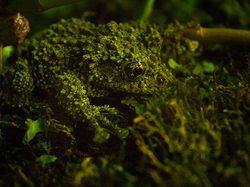 Geli Tapi Keren, Potret Katak yang Jago Menyamar