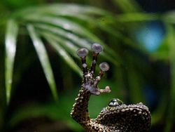 Geli Tapi Keren, Potret Katak yang Jago Menyamar