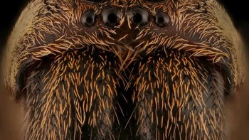 Tidak hanya fotografer, ia juga seorang peneliti yang fokus meneliti kumbang. Foto: Mofeed Abu Shalwa via Bored Panda