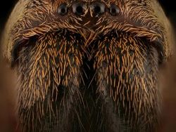 Bukan Alien, Ini Wajah Serangga yang Ditangkap dengan Kamera Makro