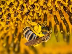 Deretan Foto Keindahan Musim Semi yang Memanjakan Mata