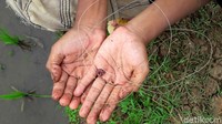 Mereka memanfaatkan cacing sawah sebagai umpan karena belut sendiri memakan makanan cacing dan ikan impun yang ada di pesawahan.