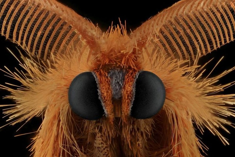 serangga di bawah kamera makro