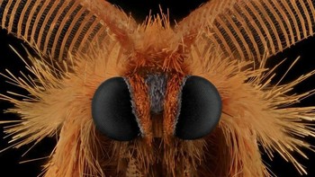 Selain itu ia juga mendapatkan lebih dari 147 penghargaan internasional di bidang fotografi. Foto: Mofeed Abu Shalwa via Bored Panda