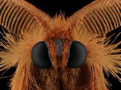 Bukan Alien, Ini Wajah Serangga yang Ditangkap dengan Kamera Makro