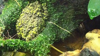 Semoga saja populasi katak ini tidak terancam. Foto: A Tree Frog Collective via Bored Panda