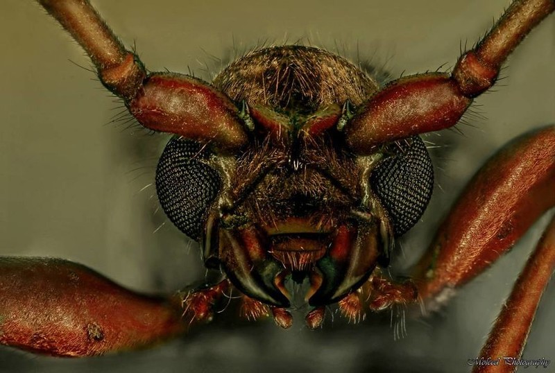 serangga di bawah kamera makro