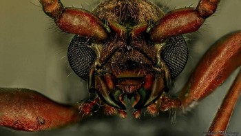 Untuk melawan rasa takutnya, Shalwa memilih untuk mengambil foto dari hewan yang ia takuti. Foto: Mofeed Abu Shalwa via Bored Panda