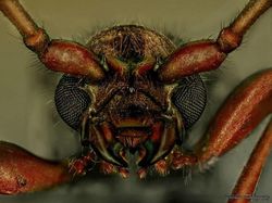 Bukan Alien, Ini Wajah Serangga yang Ditangkap dengan Kamera Makro