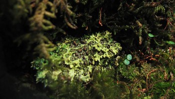 Salah satu hewan yang ahli dalam berkamuflase adalah Theloderma corticale atau lebih dikenal dengan sebutan katak lumut Vietnam. Foto: A Tree Frog Collective via Bored Panda