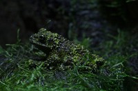 kodok nyamar