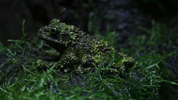 Kamuflase yang keren ini sangat efektif karena memungkinkan katak berbaur dengan lingkungannya yang berlumpur dan berlumut dengan mudah. Foto: A Tree Frog Collective via Bored Panda