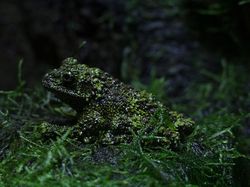 Geli Tapi Keren, Potret Katak yang Jago Menyamar