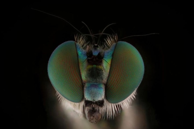 serangga di bawah kamera makro