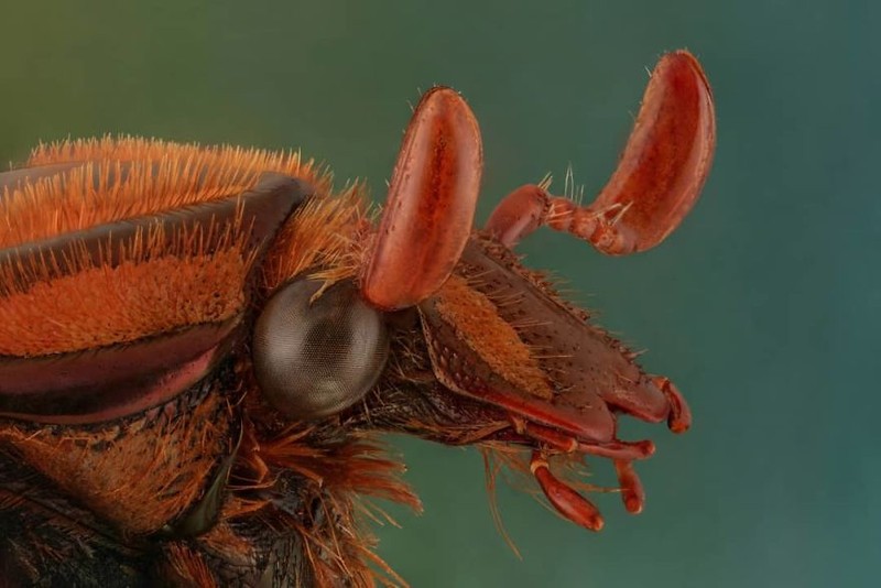 serangga di bawah kamera makro