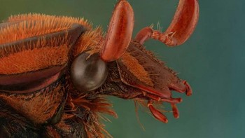 Untuk mengambil foto-foto ini, Shalwa menggunakan teknologi focus stacking untuk mendapatkan depth of field yang cukup. Foto: Mofeed Abu Shalwa via Bored Panda