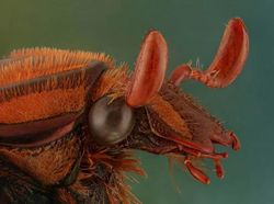 Bukan Alien, Ini Wajah Serangga yang Ditangkap dengan Kamera Makro