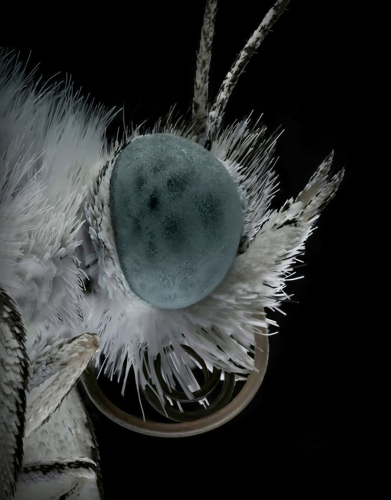 serangga di bawah kamera makro