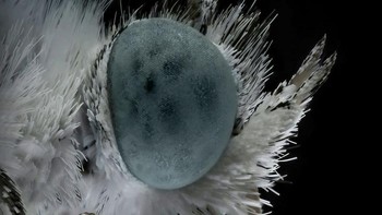 Jika diihat dengan lensa makro, hewan-hewan ini terlihat seperti alien. Foto: Mofeed Abu Shalwa via Bored Panda