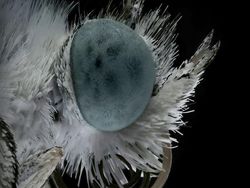 Bukan Alien, Ini Wajah Serangga yang Ditangkap dengan Kamera Makro